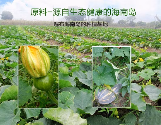 スーパーフード栄養補助食品新鮮なカボチャ果実粉粉末