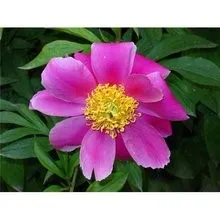 植物エキス シャクヤクエキス 興奮成分 ペオニフロリン 免疫調節